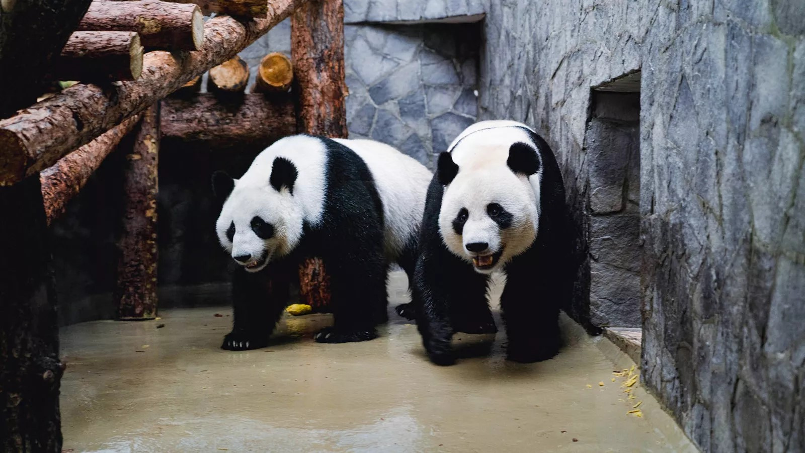 Сколько панд в московском зоопарке. Зоопарк Москва панды жуи. Московский зоопарк 2023. Панда в Московском зоопарке. Жуи и Диндин в Московском зоопарке.