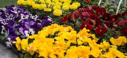 Москву украсит 61 миллион цветов