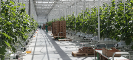 В Электростали начал работу «Агрокомплекс Иванисово»