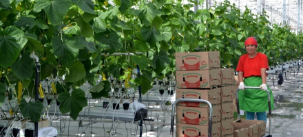 Агрокомплекс «Мартыновский» собрал первый урожай огурцов