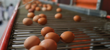 Птицефабрика «Волжская» продолжает наращивать мощности