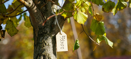 В честь новорожденных москвичи высадили 23 тысячи деревьев